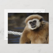 シロハナギク ポストカード (正面/裏面)