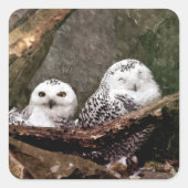 シロフクロウのペア 森の野生動物アート スクエアシール (正面)