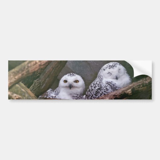 シロフクロウのペア 森の野生動物アート バンパーステッカー (正面)