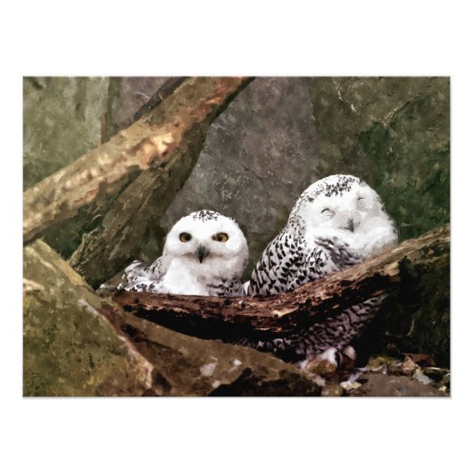 シロフクロウのペア 森の野生動物アート フォトプリント            (正面)