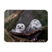 シロフクロウのペア 森の野生動物アート マグネット (横)