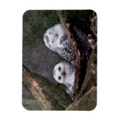 シロフクロウのペア 森の野生動物アート マグネット (縦)