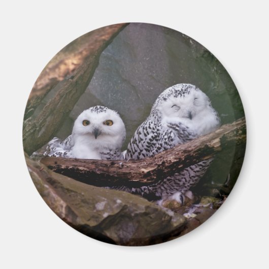 シロフクロウのペア 森の野生動物アート マグネット (正面)