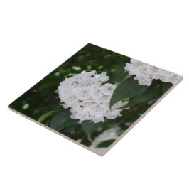 シロヤマボウシの花 タイル