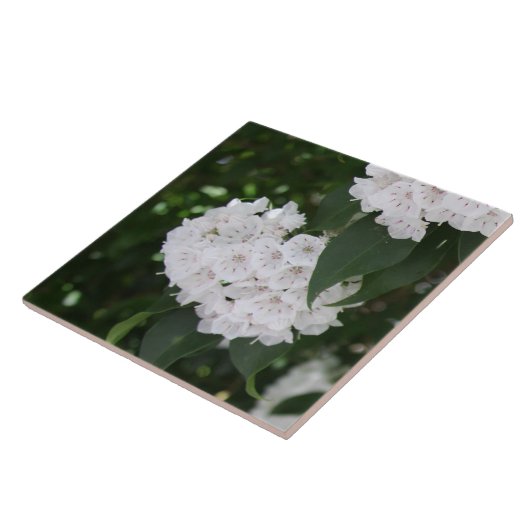 シロヤマボウシの花 タイル (側面)