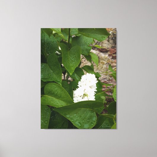 シロリンガ、白い薄紫の花（雨粒あり） キャンバスプリント (正面)