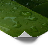 シロリンガ、白い薄紫の花(雨粒あり) ポスター (角)