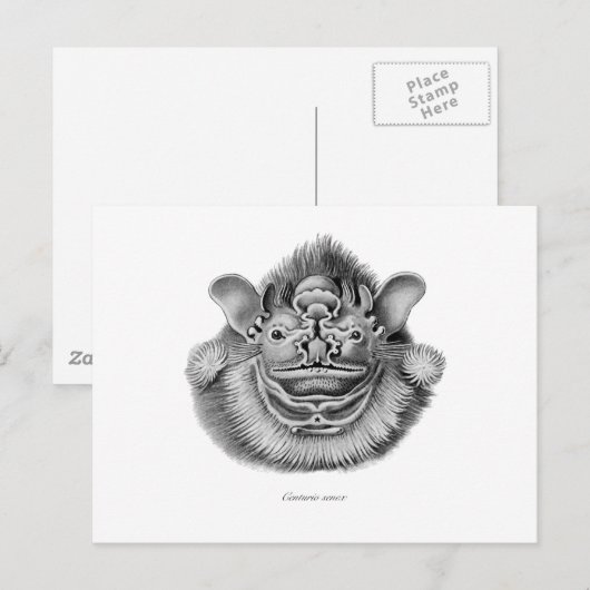 シワ顔コウモリ ポストカード (正面/裏面)