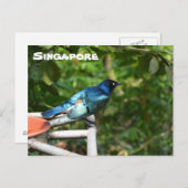 シンガポールのポストカード:最高のスターリング ポストカード (正面/裏面)