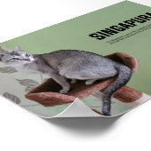 シンガポールの猫種 ポスター (角)