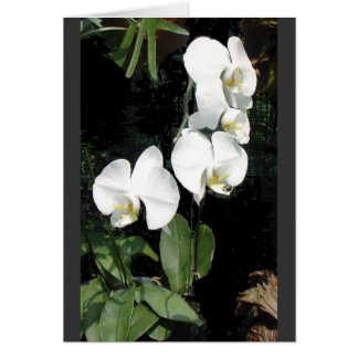 シンガポールの蘭4