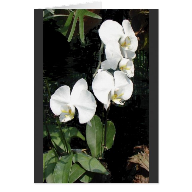 シンガポールの蘭4 (正面)