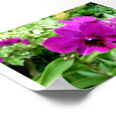 シンガポールオーキッド ポスター (角)