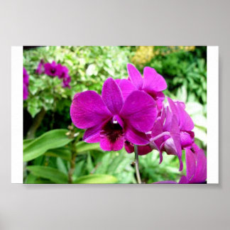 シンガポールオーキッド ポスター