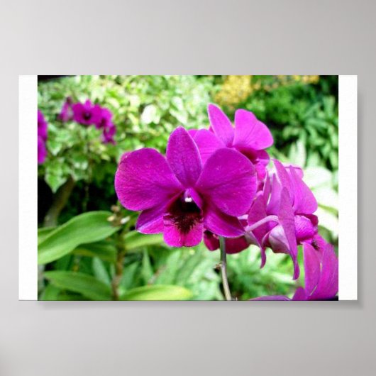 シンガポールオーキッド ポスター (正面)