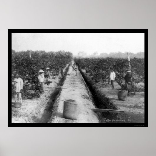 シンガポールコーヒー農園1898 ポスター (正面)