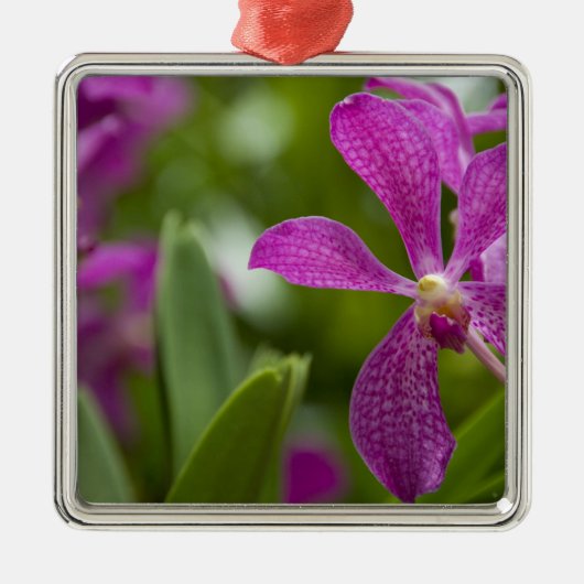 シンガポールサンスクリット:ライオンシティ)。 全国 メタルオーナメント (正面)