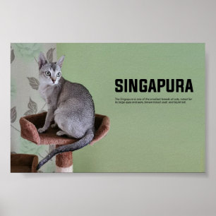 シンガポール猫種 ポスター