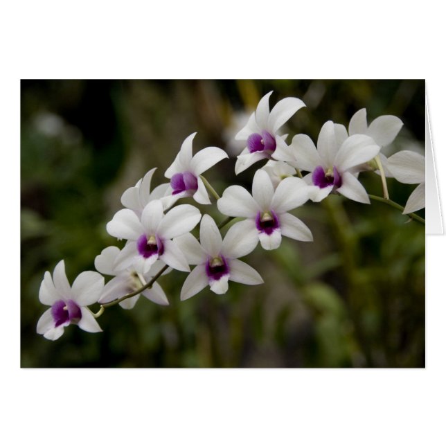 シンガポール（ライオンシティのサンスクリット語） 全国2 (正面横)