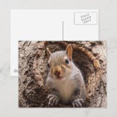 シンキャップ ポストカード (正面/裏面)