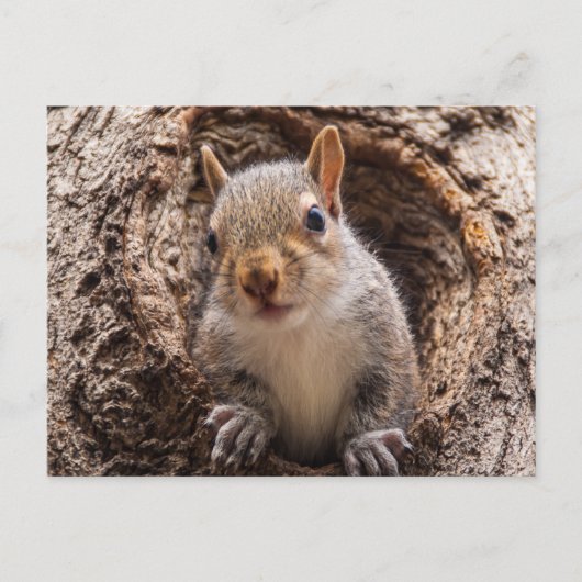 シンキャップ ポストカード (正面)