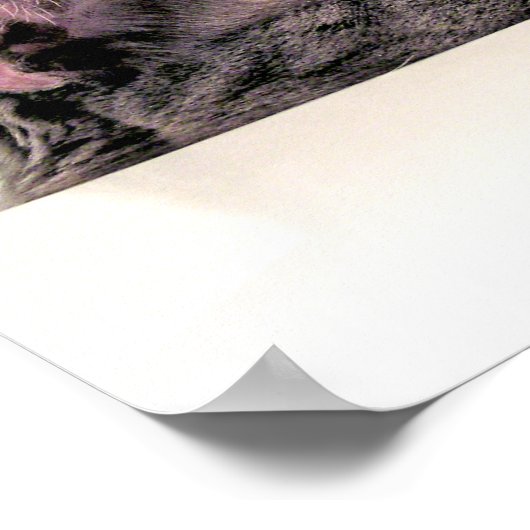 シンクにグレー猫 ポスター (角)