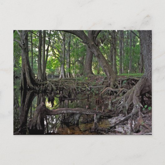 シングルクリーク。 ポストカード (正面)