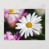 シングル ホワイト デイジー ポストカード (正面)