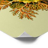 シンシアメロサクタスエルンストヘッケルファインアート ポスター (角)