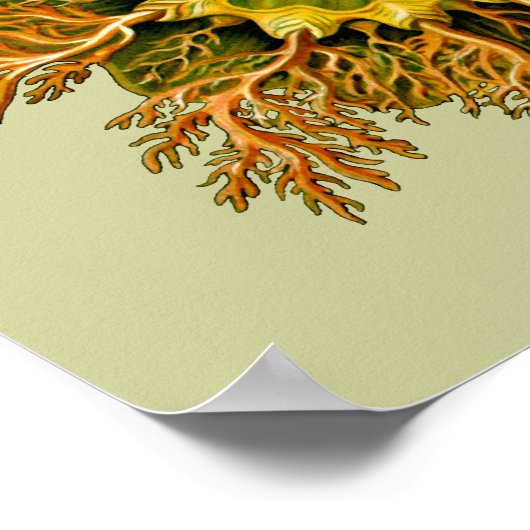 シンシアメロサクタスエルンストヘッケルファインアート ポスター (角)