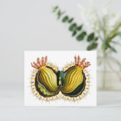 シンシアメロサクタスエルンストヘッケルファインアート ポストカード (スタンド正面)