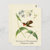 シンチラントハミングバードヴィンテージアート ポストカード (正面/裏面)