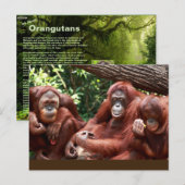 シンディ・ヌードルベリーのためのオランウータンスについてのポストカード ポストカード (正面/裏面)