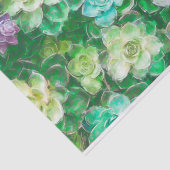 シンディBendel著絵を描いているSucculents 薄葉紙 (詳細)