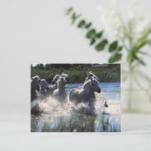 シントテアハポニースクロッシングチャンネル ポストカード (スタンド正面)