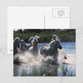 シントテアハポニースクロッシングチャンネル ポストカード (正面/裏面)