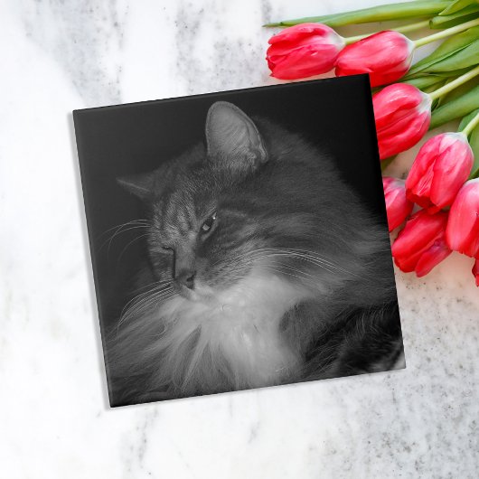 シンバのBW猫の写真 タイル