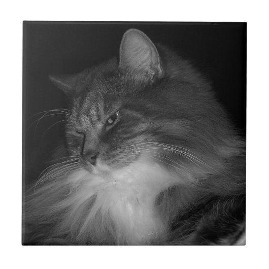 シンバのBW猫の写真 タイル (正面)