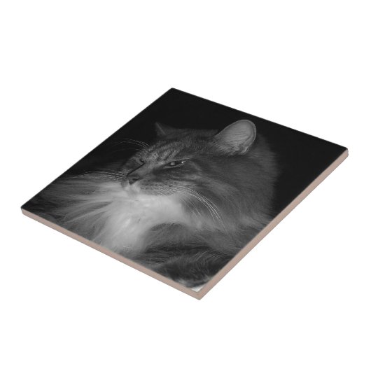 シンバのBW猫の写真 タイル (側面)