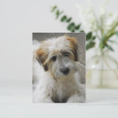 シンバ ポストカード (スタンド正面)