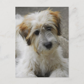 シンバ ポストカード