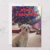 シンプルでおしゃれなクリスマスカード 招待状 (正面)