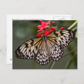 シンプルな紙カイトバタフライ ポストカード (正面/裏面)