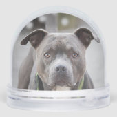 シンプルカスタムピットブルドッグフォト (裏面)