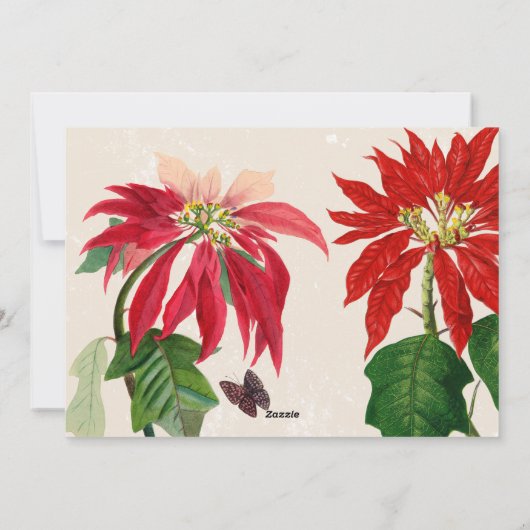 シンプルモダンPoinsettia家族の写真クリスマス シーズンカード (裏面)