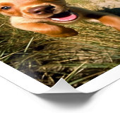 シンプル犬歩くペットシッターのペット写真 ポスター (コーナー)