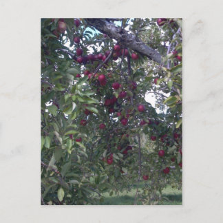 シンプル生活楽 ポストカード