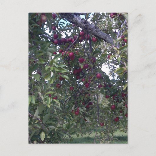 シンプル生活楽 ポストカード (正面)