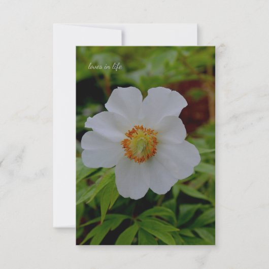 シンプル白い牡丹の花 ノートカード (正面)