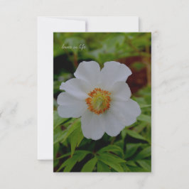 シンプル白い牡丹の花 ノートカード